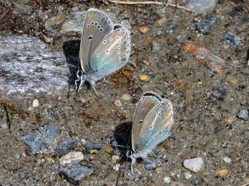 Aricia eumedon